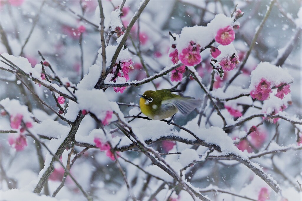 雪降る中の梅ジロー