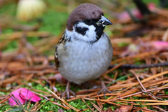 通りすがりの野鳥さん_03