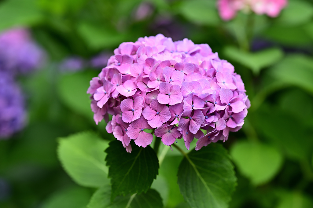 紫陽花いろいろ（１０）