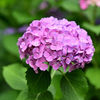 紫陽花いろいろ（１０）