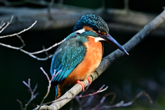 2025-2026翡翠散策_78