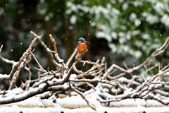 雪舞う中、ポツンと翡翠（３）