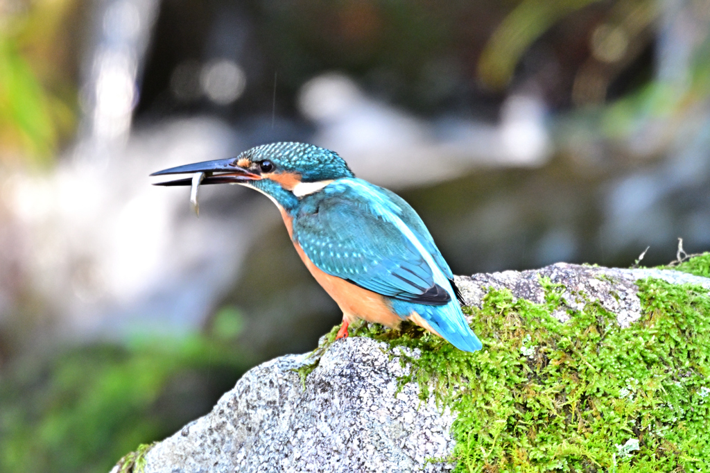 2025-2026翡翠散策_40