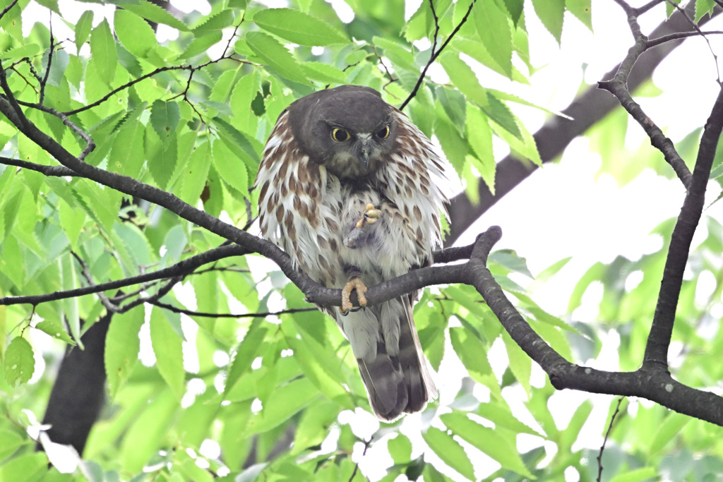 2024_今年のズクさん_12