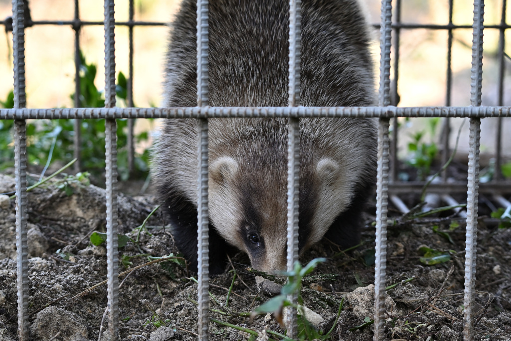 タヌ吉、逮捕！？_03