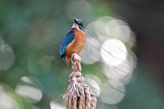 2025-2026翡翠散策_57