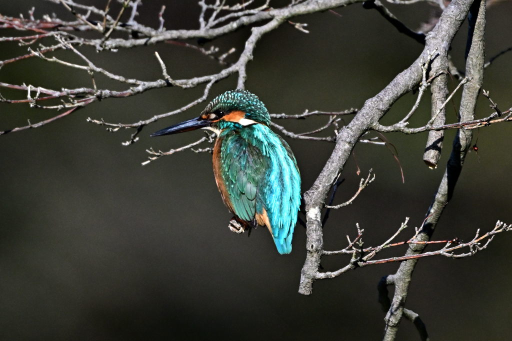 2025-2026翡翠散策_76