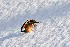 カワセミの雪浴び（２）