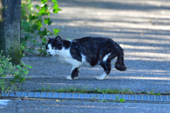 野良猫