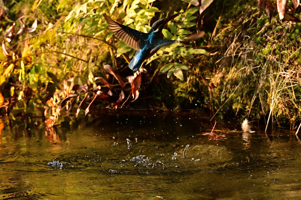 夕陽を浴びながら水浴びタイム突入_02