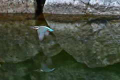 水面にもカワセミが・・・