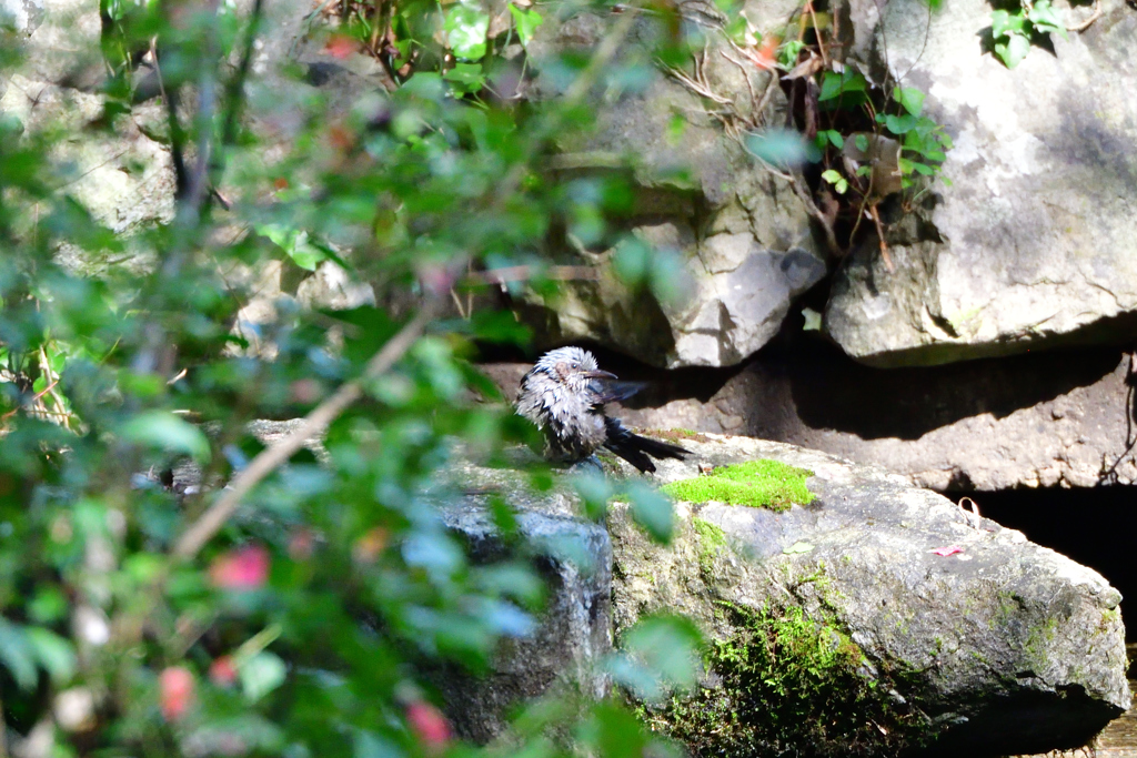 普正寺の森の野鳥達（２）