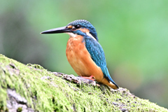 2025-2026翡翠散策_26