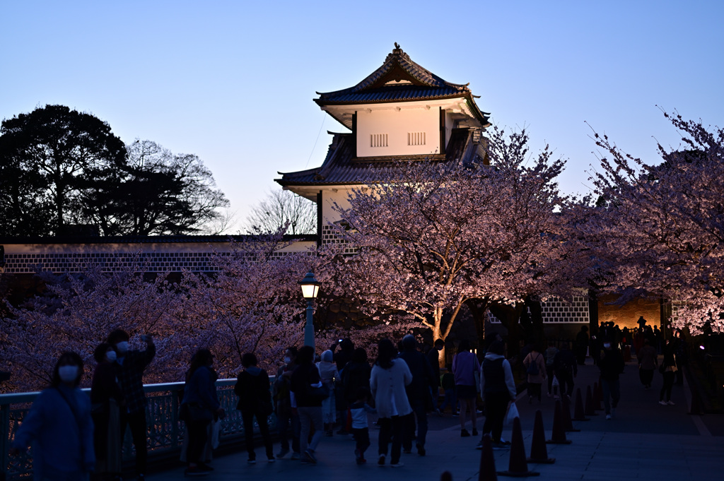 桜満開、古都金沢_05