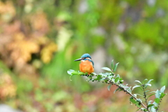 冬、最初のカワセミ（３）