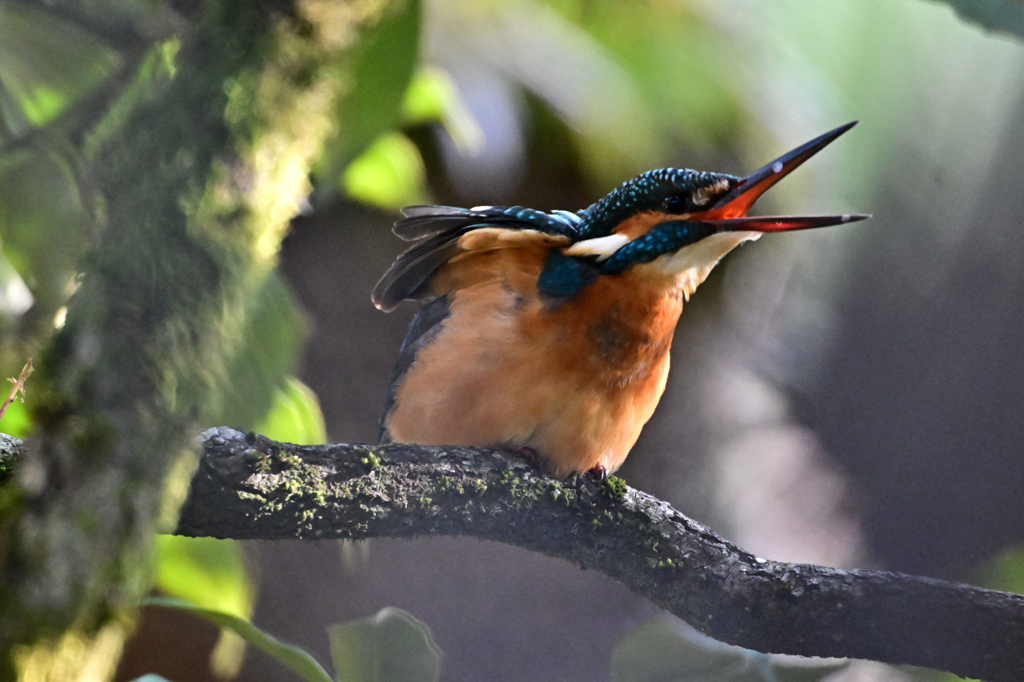 2025-2026翡翠散策_115