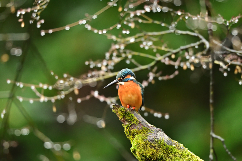水玉ボケを背景に・・・_01