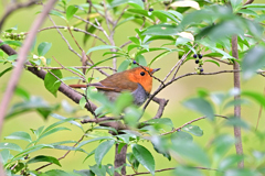 2025-2026野鳥散策_コマドリ_06