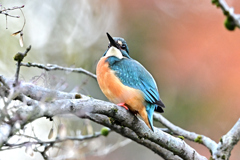 2025-2026翡翠散策_56