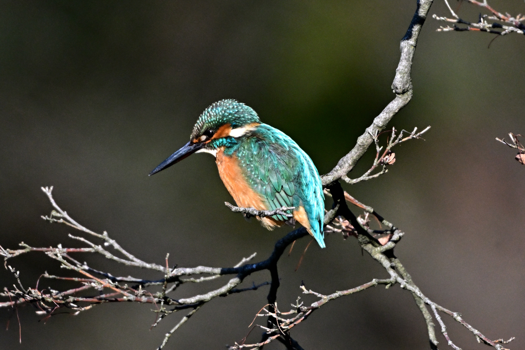 2025-2026翡翠散策_75