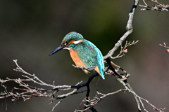 2025-2026翡翠散策_75