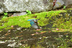苔と翡翠～飛翔～