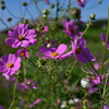 ２０２１秋桜_05