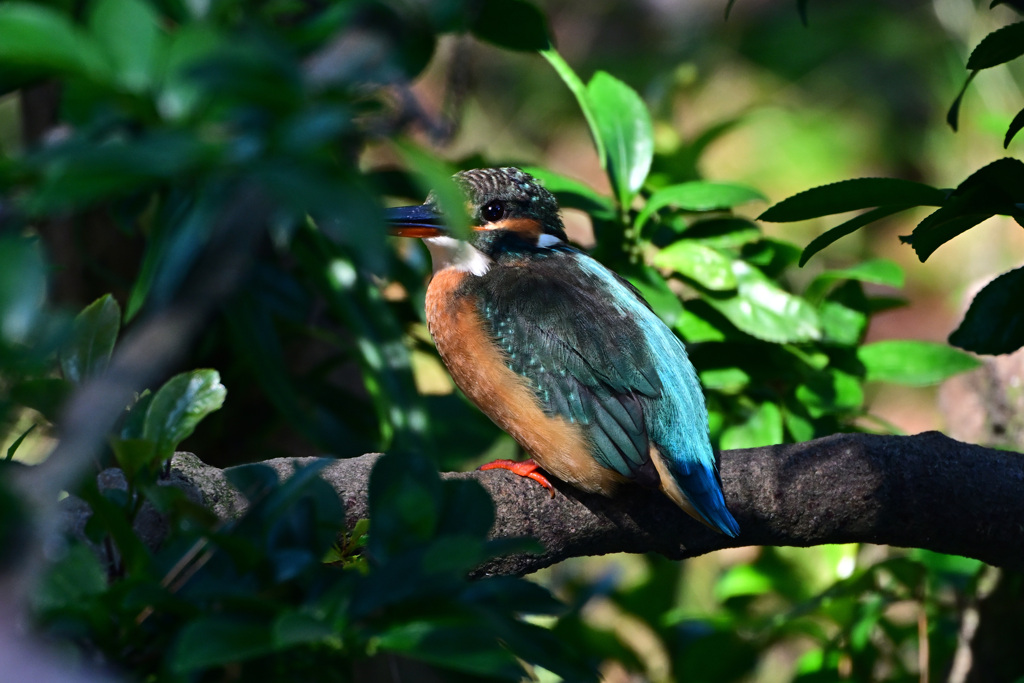 2022翡翠ポートレート_02