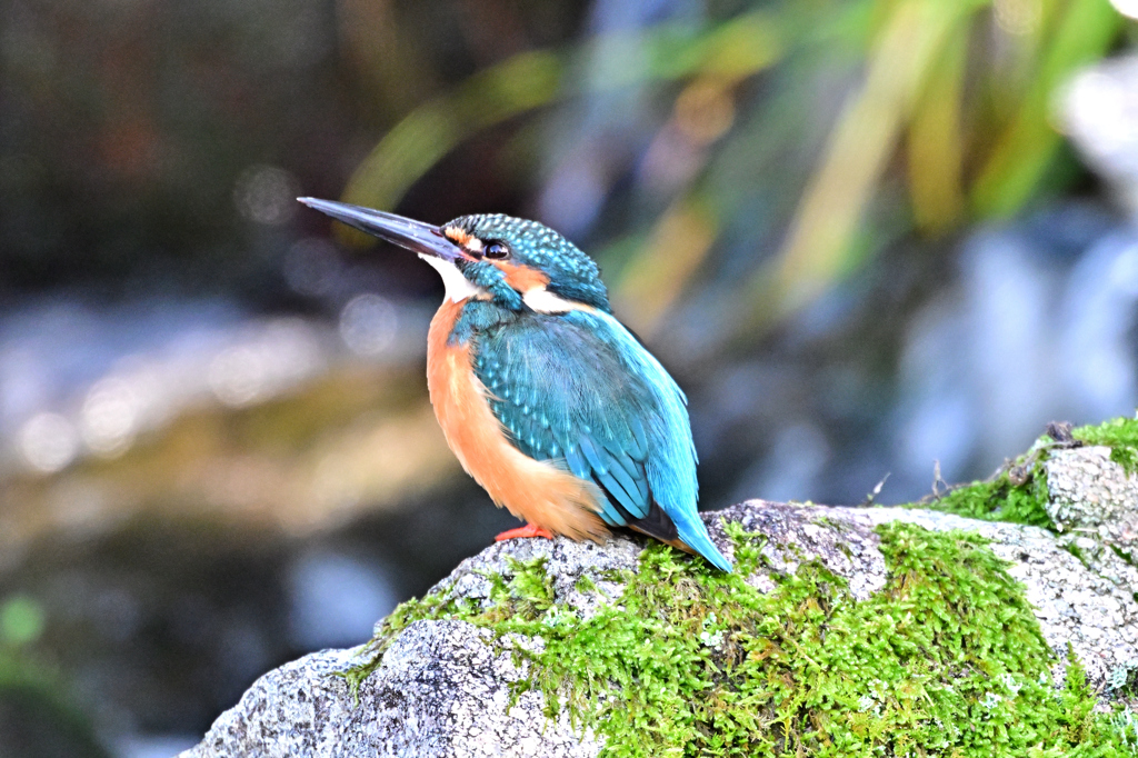 2025-2026翡翠散策_38