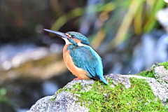 2025-2026翡翠散策_38