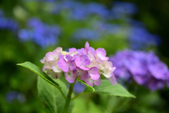 ２０２２紫陽花_02