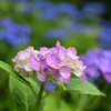 ２０２２紫陽花_02