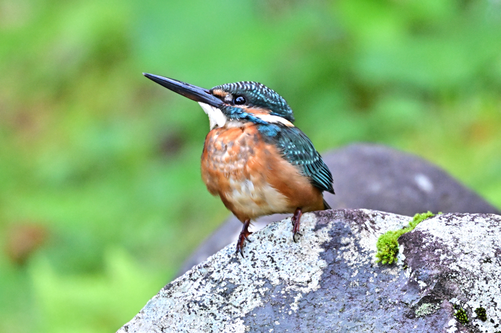 2025-2026翡翠散策_33