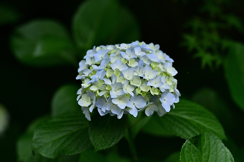 紫陽花いろいろ（５）
