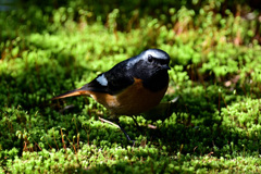 苔の上からコンニチワ、ジョビ男です。