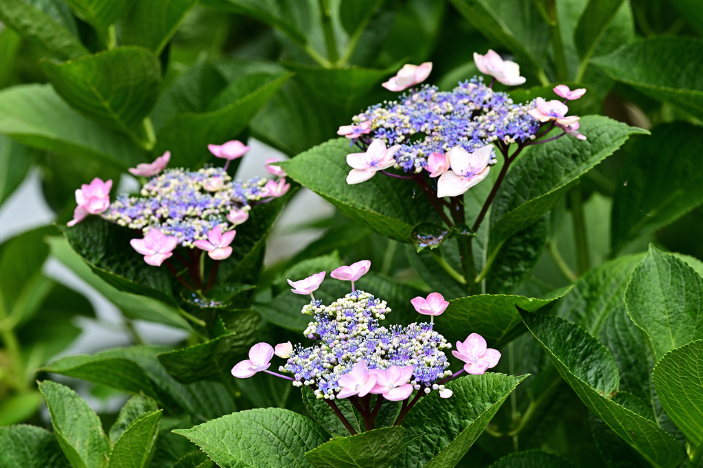 紫陽花いろいろ（７）