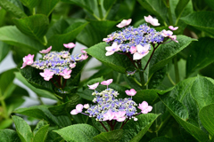 紫陽花いろいろ（７）