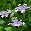 紫陽花いろいろ（７）
