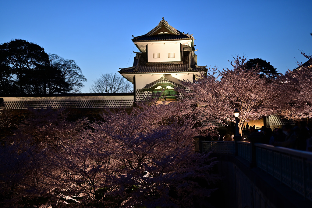 桜満開、古都金沢_07