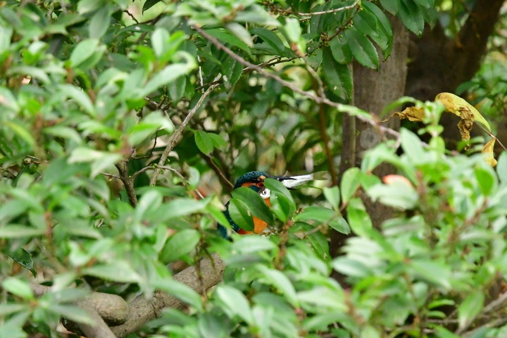独り占め、カワセミくんの食事