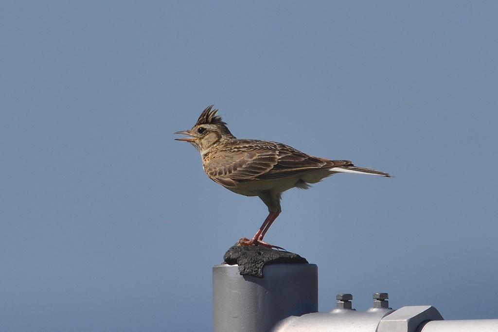 小松空港の近くで会える野鳥（１）