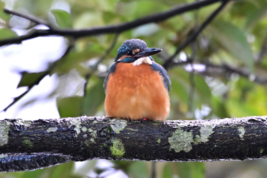 2025-2026翡翠散策_71