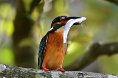 捕ったぞ～！_03