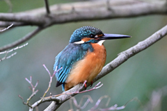 2025-2026翡翠散策_61