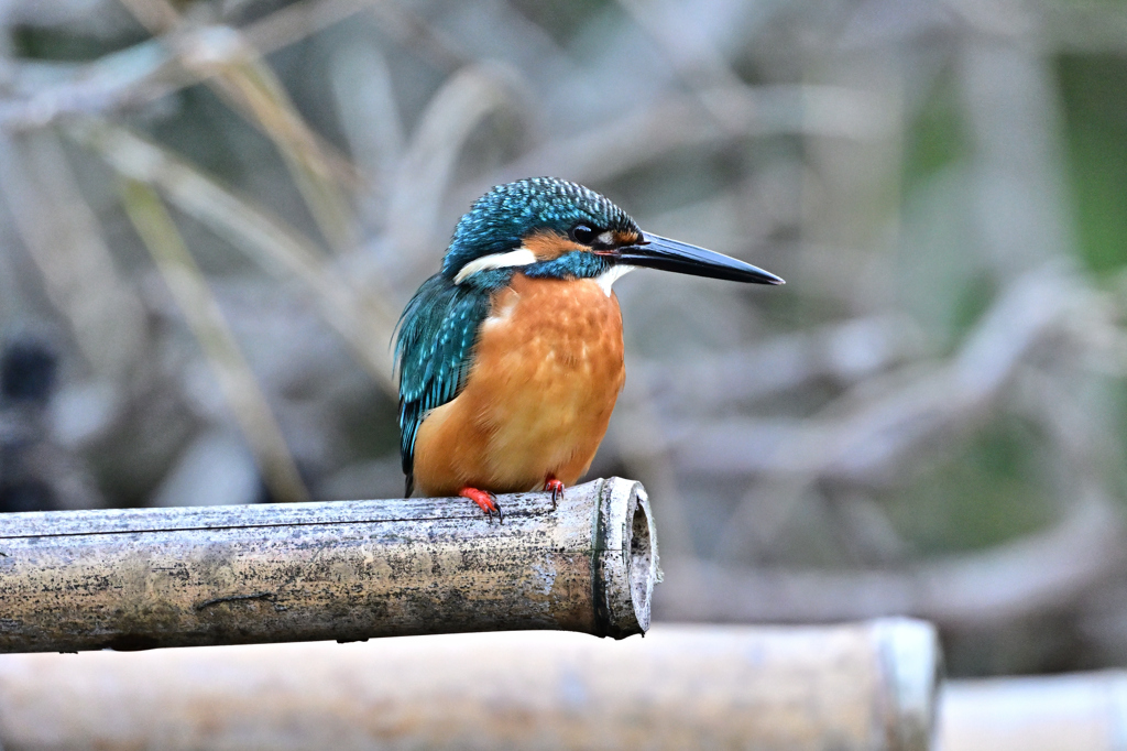 2025-2026翡翠散策_60