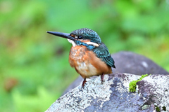 2025-2026翡翠散策_32