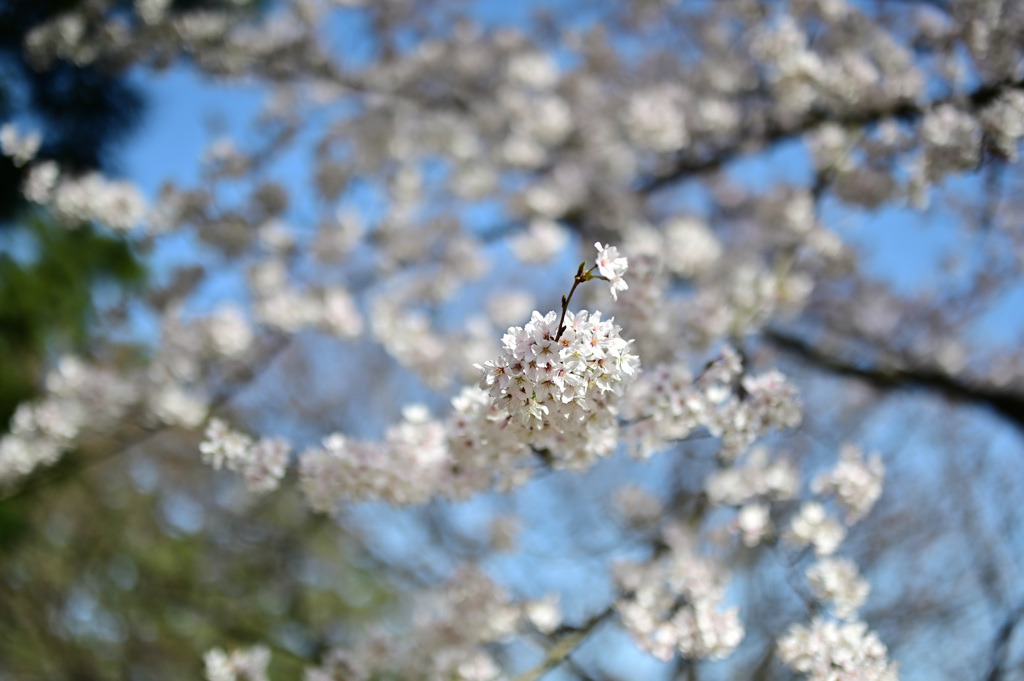 桜満開、古都金沢_02