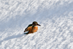 カワセミの雪浴び（４）