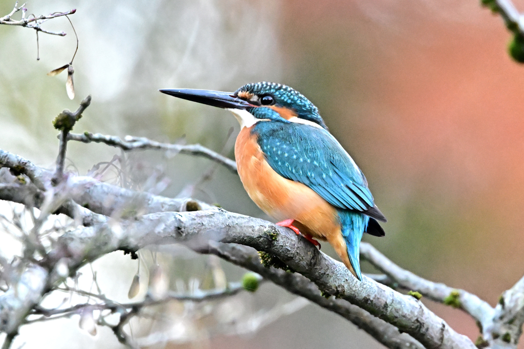 2025-2026翡翠散策_53