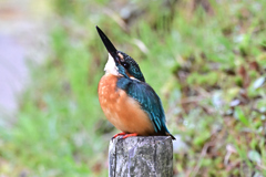 2025-2026翡翠散策_24